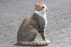 DSCN6564