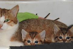 cat1