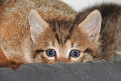 cats2