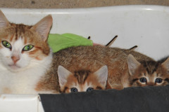 cats3