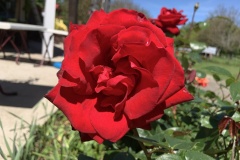 IMG_0432