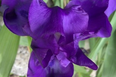 IMG_0709