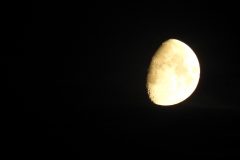 DSCN5373