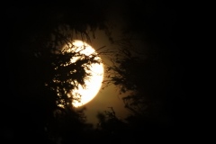 DSCN5405