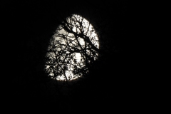 DSCN5885