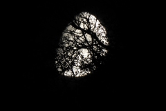 DSCN5886