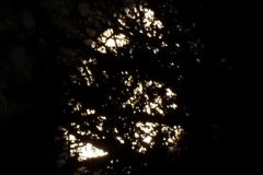DSCN5890