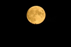 DSCN5915