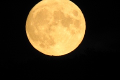 DSCN5916