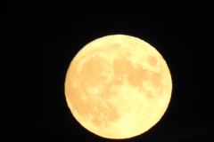 DSCN5921