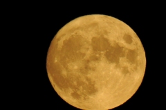 DSCN5923