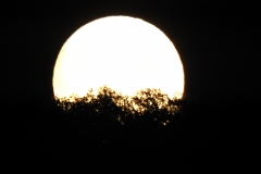 DSCN5934