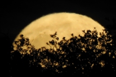 DSCN5942