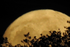 DSCN5945