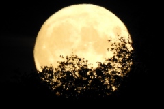 DSCN5956