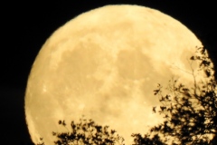 DSCN5959