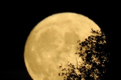 DSCN5965