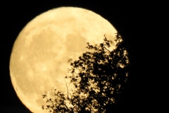 DSCN5968